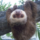 Illustration for article titled 7 Sloths That Will Get You Through The Day, And, We Like To Think, Kurt Cobain Too If He Had Seen Them